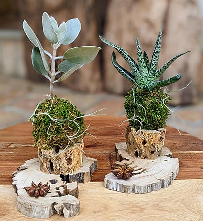 Two Live Succulents In A Handcrafted Driftwood Stand